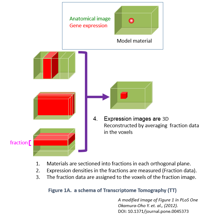 Figure 1A. a schema of Transcriptome Tomography