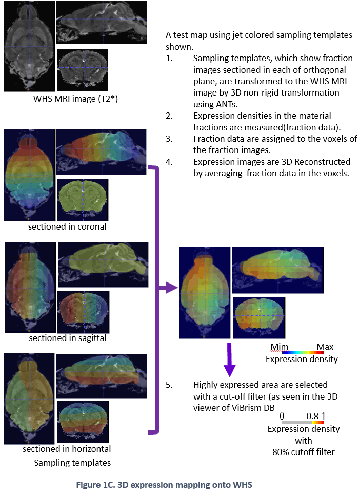 Figure 1C. 3D expression mapping onto WHS